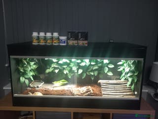 Tortoise reptiles Horsefield tortoise - Advert 2