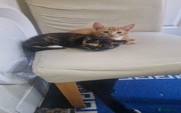 Mixed Breed cats for sale: 4 little kittens(3 ginger boys+1 mixed colour girl - Image 6