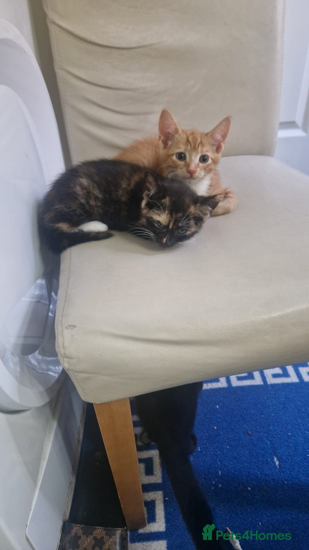 Mixed Breed cats for sale: 4 little kittens(3 ginger boys+1 mixed colour girl - Image 6