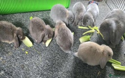 Mini Lop rabbits for sale: Pure bred mini lops looking for new home - Image 1