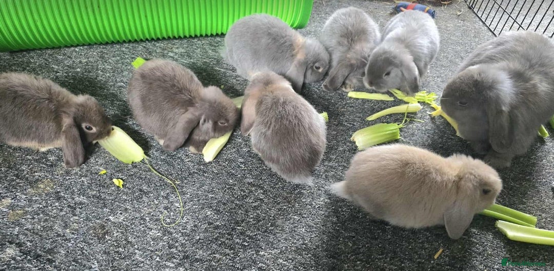 Mini Lop rabbits for sale: Pure bred mini lops looking for new home - Image 1