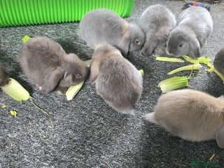 Mini Lop rabbits - Advert 10