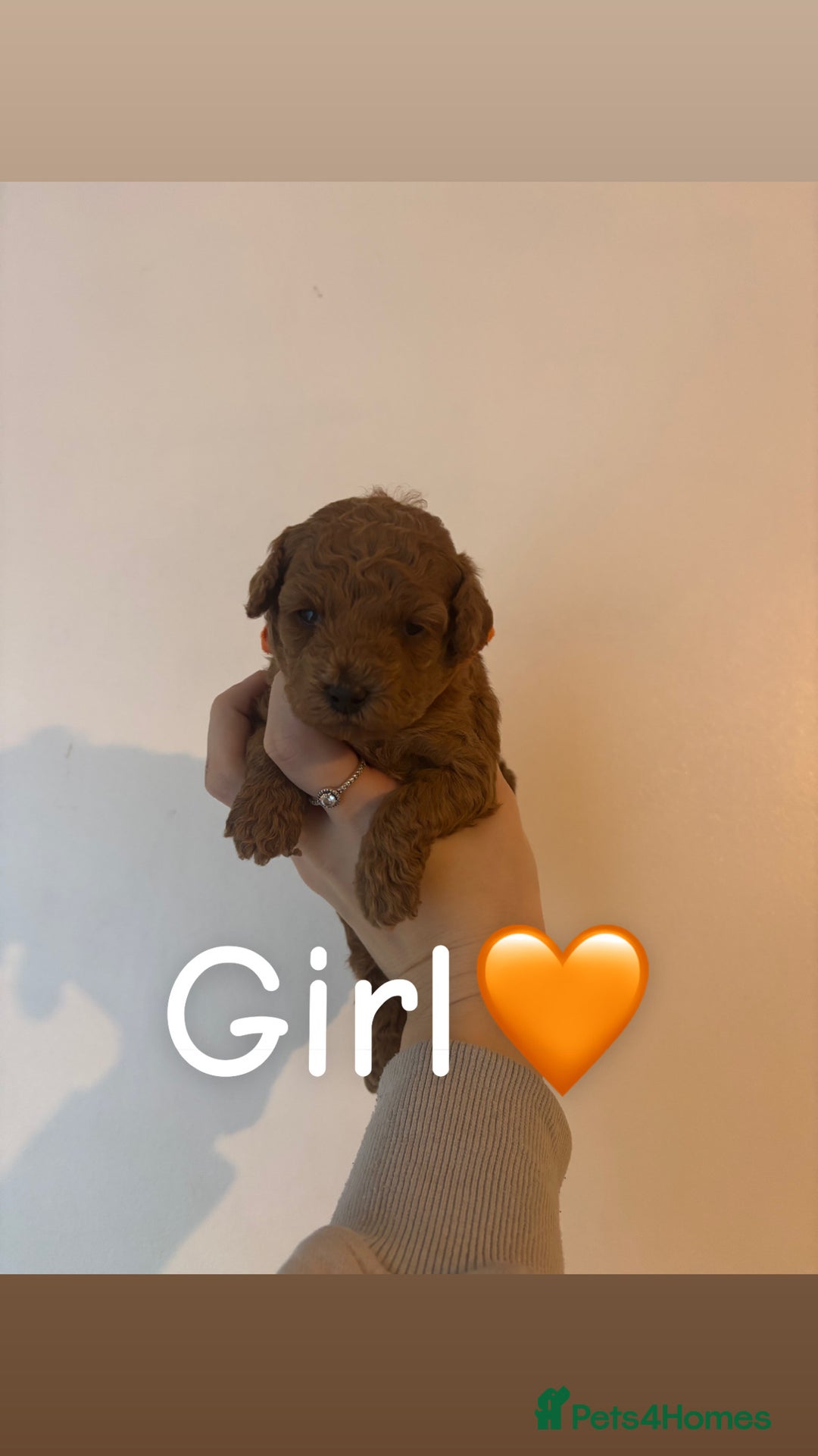 Toy Poodle dogs for sale: Toy Poodle Puppies  - Advert 5