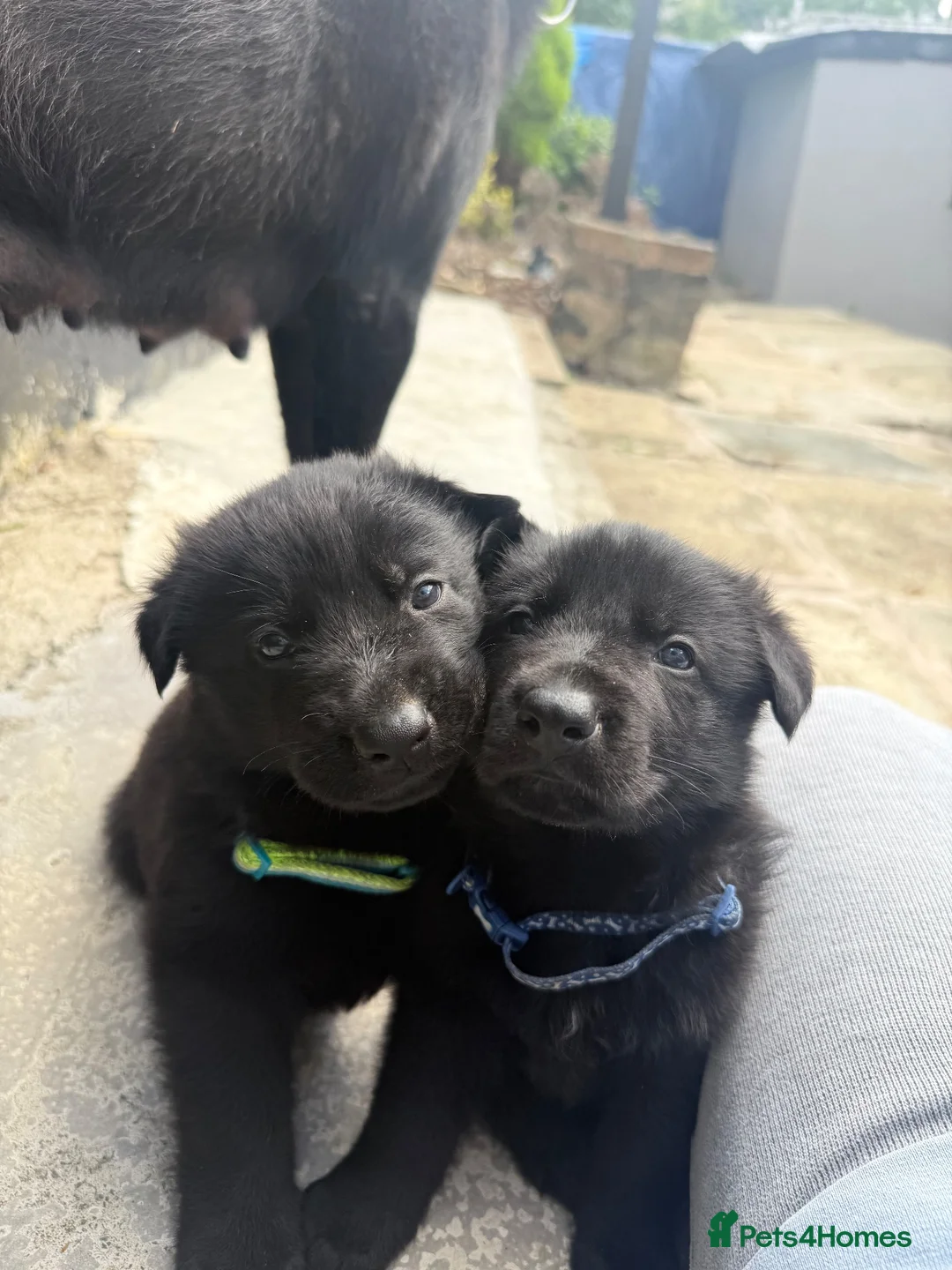German Shepherd dogs for sale: Beautiful Black German Shepherd Puppies in Nelson - Advert 1