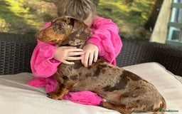 Miniature Dachshund dogs for stud: chocolate dapple miniature dachshund stud in Mansfield - Image 4