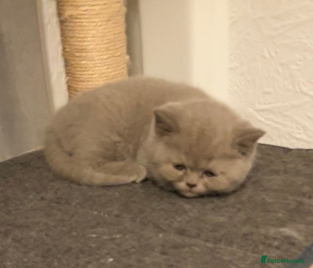 British Shorthair cats for sale: Purebred amazing BSH kittens - Advert 25