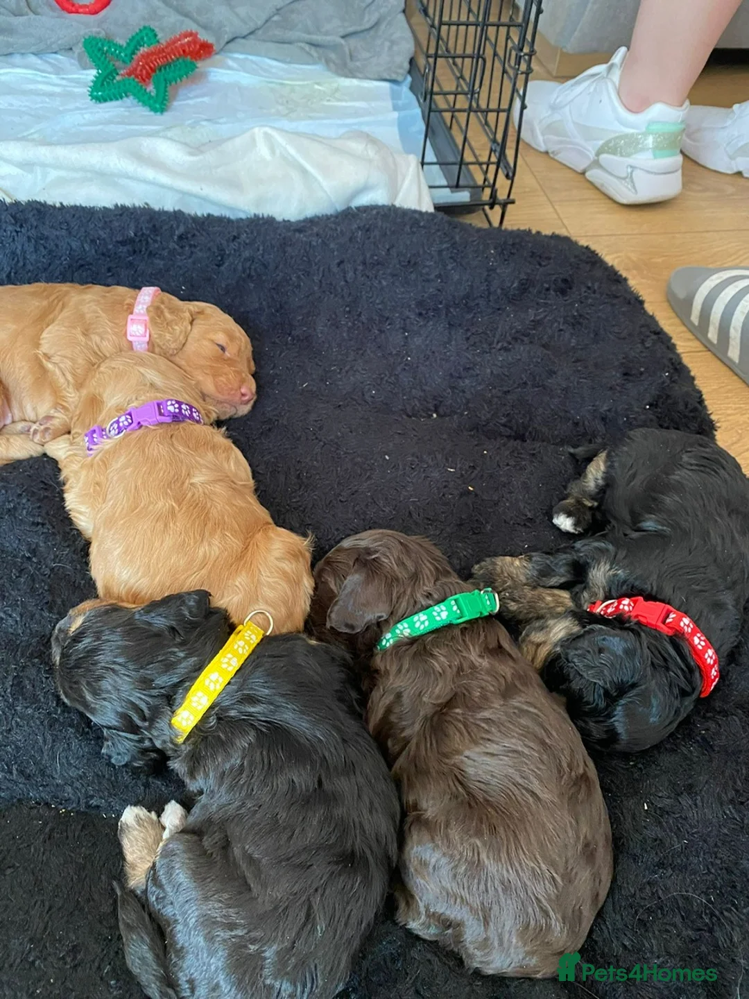 Cockapoo dogs for stud: DNA tested F1 Cockapoo stud  in London - Advert 10