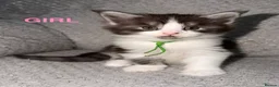 Maine Coon cats for sale: 🐾BEAUTIFUL MAINECOON KITTENS😻 3 BOYS & 2 GIRLS🐾 - Advert 16