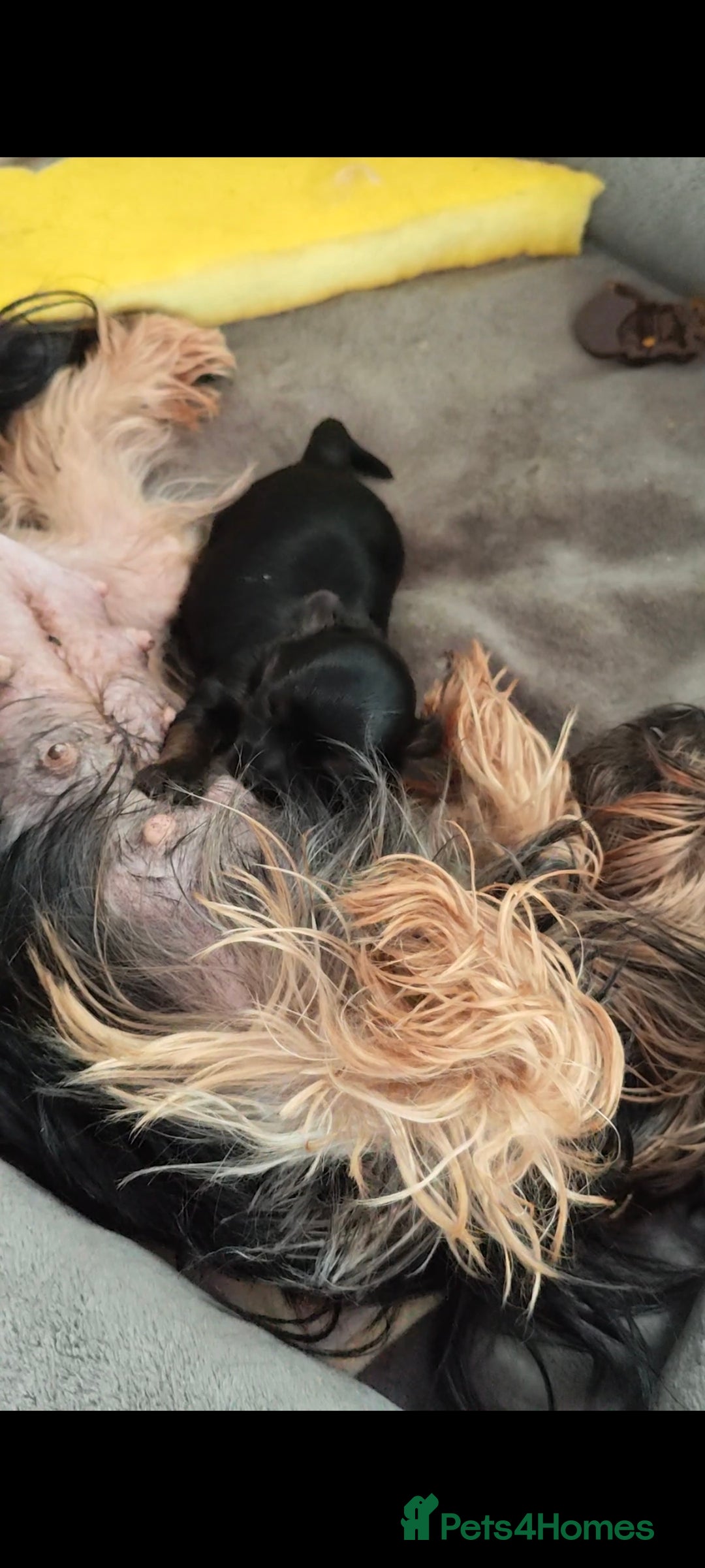 Yorkshire Terrier dogs for sale: Beautiful Yorkshire Terrier Girl - Advert 8