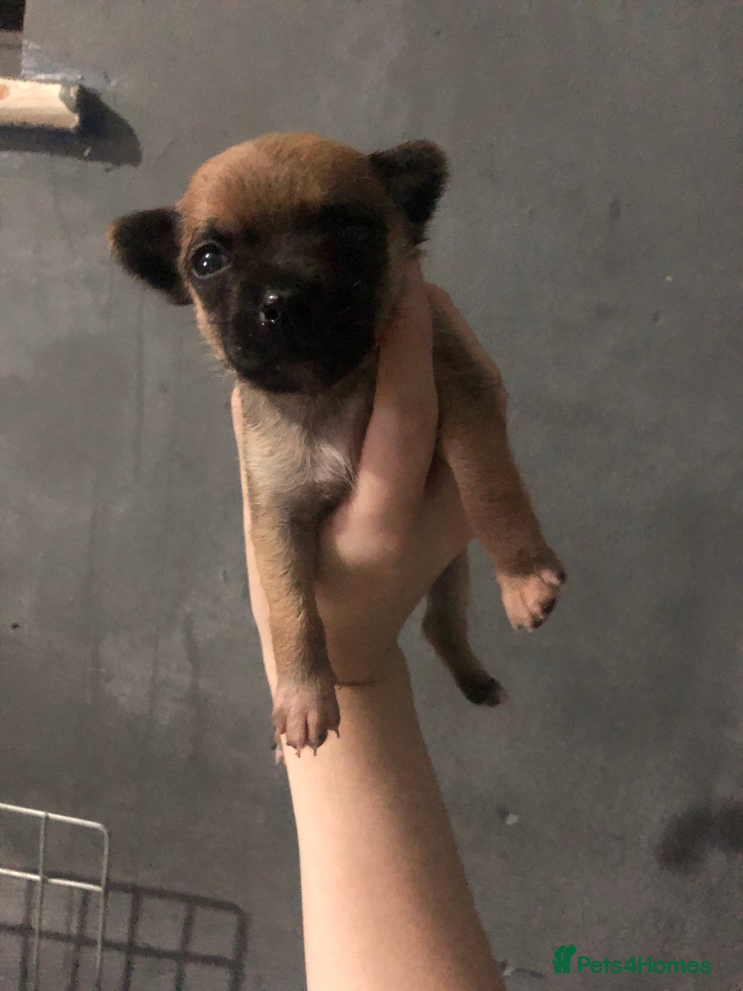 Pomchi dogs for sale: 🐾MALE POMCHI PUPPIES🐾 - Advert 20
