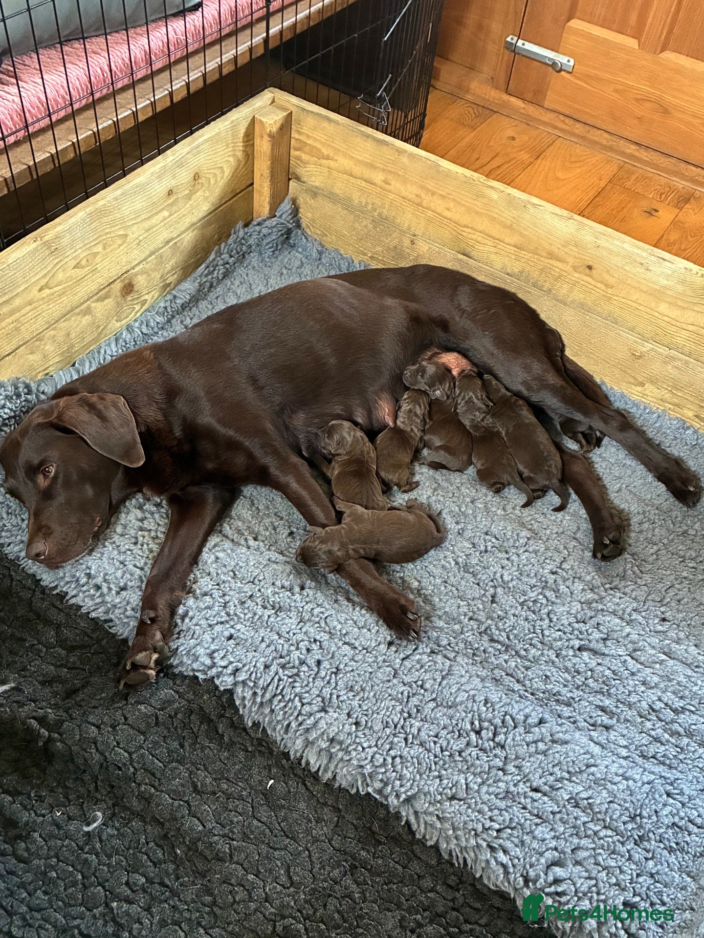 Labrador Retriever dogs Chocolate Labradors  - Advert 1