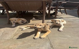 Mixed Breed dogs for sale: Saluki whippet greyhounds  - Image 5