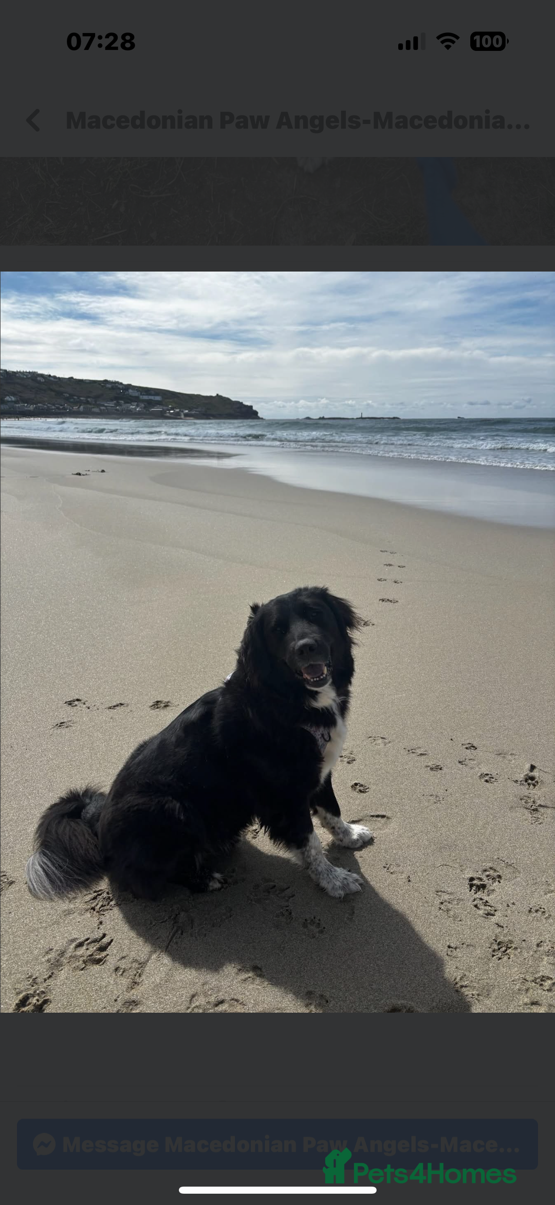 Mixed Breed dogs for adoption: Koby 6 shepherd mix Macedonian rescue - Image 1