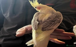Cockatiels birds for sale: Cockatiels for sale hand tame - Image 2