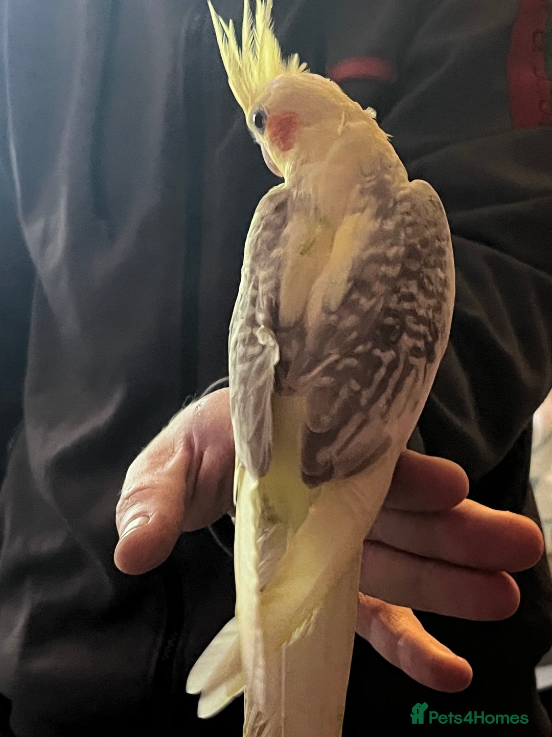 Cockatiels birds for sale: Cockatiels for sale hand tame - Image 2