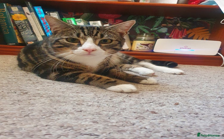 Domestic Shorthair cats - Advert 13