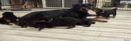 Rottweiler dogs for sale: Purebred Rottweiler Puppies ready to leave  - Advert 25