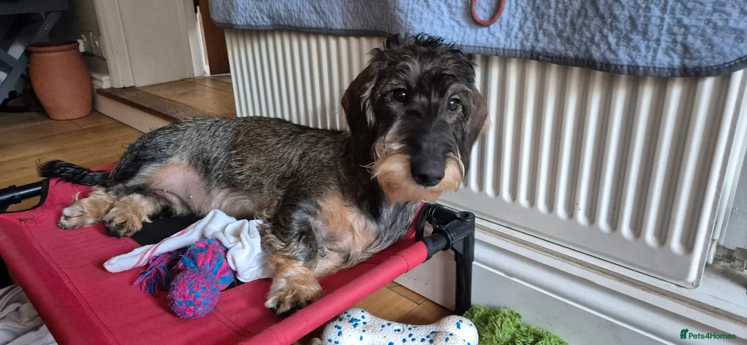 Dachshund dogs for sale: Wirehaired Dachshund puppies - Advert 7