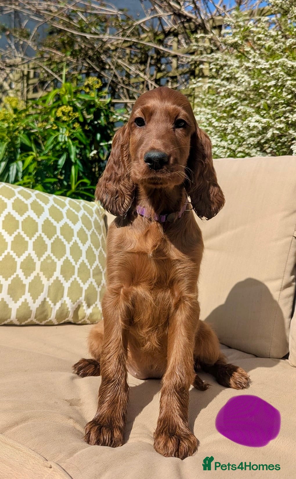 Irish Setter dogs KC registered Irish Setter Puppies  - Advert 1