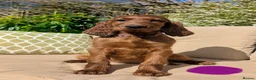 Irish Setter dogs for sale: KC registered Irish Setter Puppies  - Advert 4