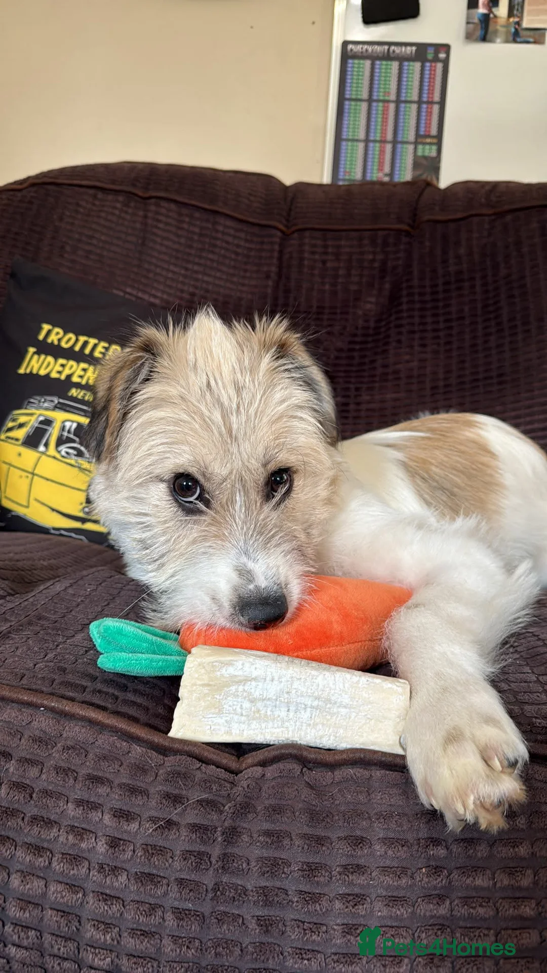 Mixed Breed dogs for adoption: Pumpkin for adoption in Greenford - Advert 2