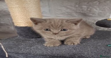 British Shorthair cats - Advert 13