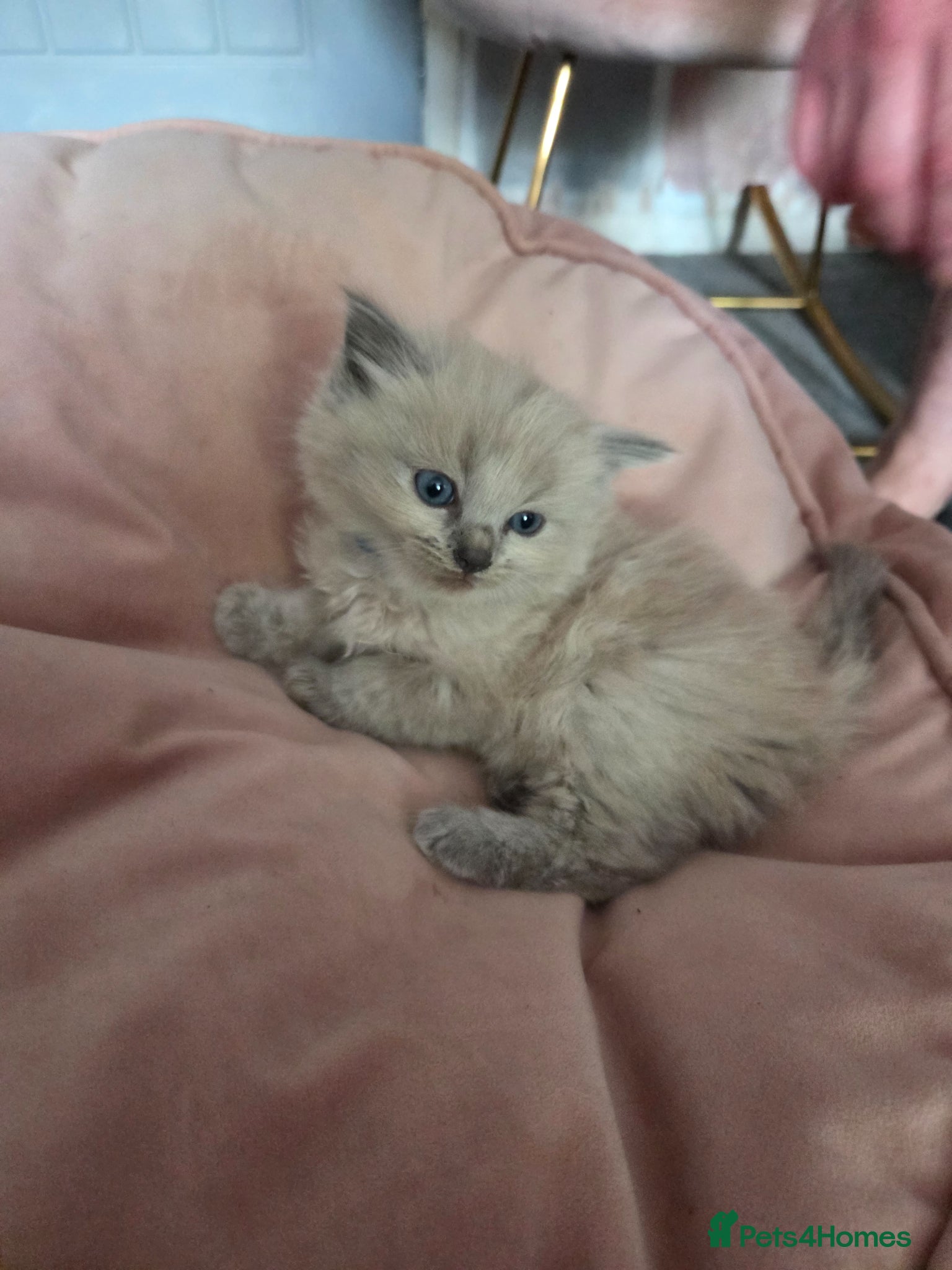 Ragdoll cats 6 wk old ragdoll kittens ready to leave 12th june - Advert 1