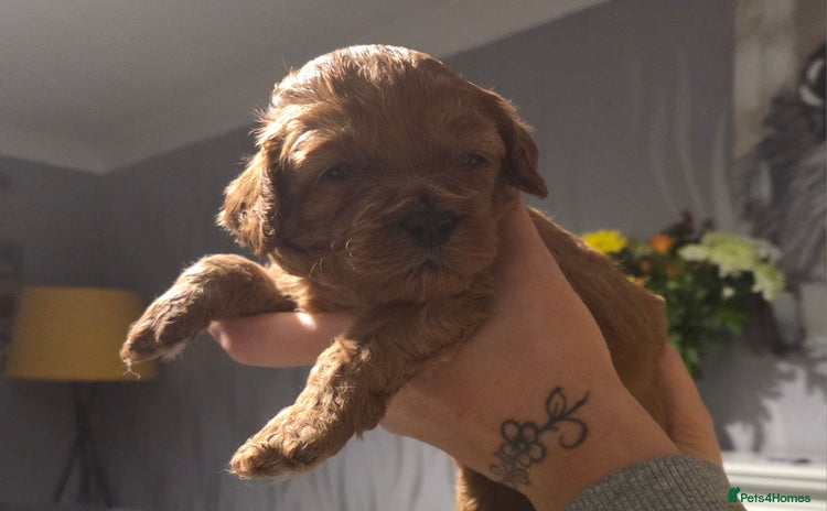 Cavapoo dogs - Advert 16