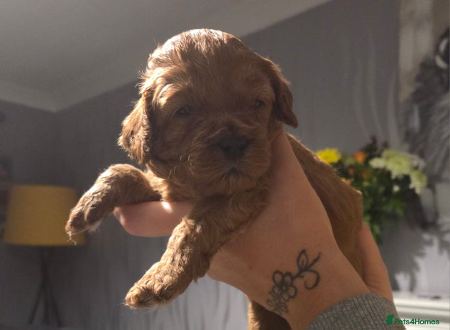 Cavapoo dogs - Advert 14