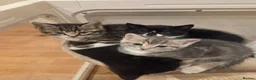 Mixed Breed cats for sale: Adorable Persian cross Tabby kittens  - Advert 17