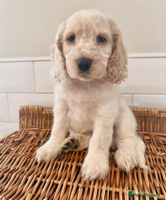 Cocker Spaniel dogs for sale: Ready Today! Cocker Spaniel Puppies  - Advert 2