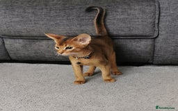 Abyssinian cats for sale: Ready now! Beautiful Abyssinians kittens❤️😍🤗 - Image 4