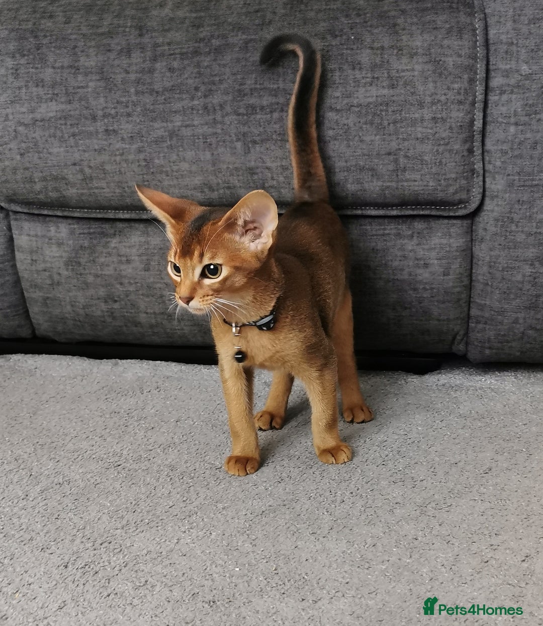 Abyssinian cats for sale: Ready now! Beautiful Abyssinians kittens❤️😍🤗 - Image 4