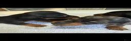 Dachshund dogs for sale: Miniature Dascshund smooth hair puppy’s  in Ilminster - Advert 7
