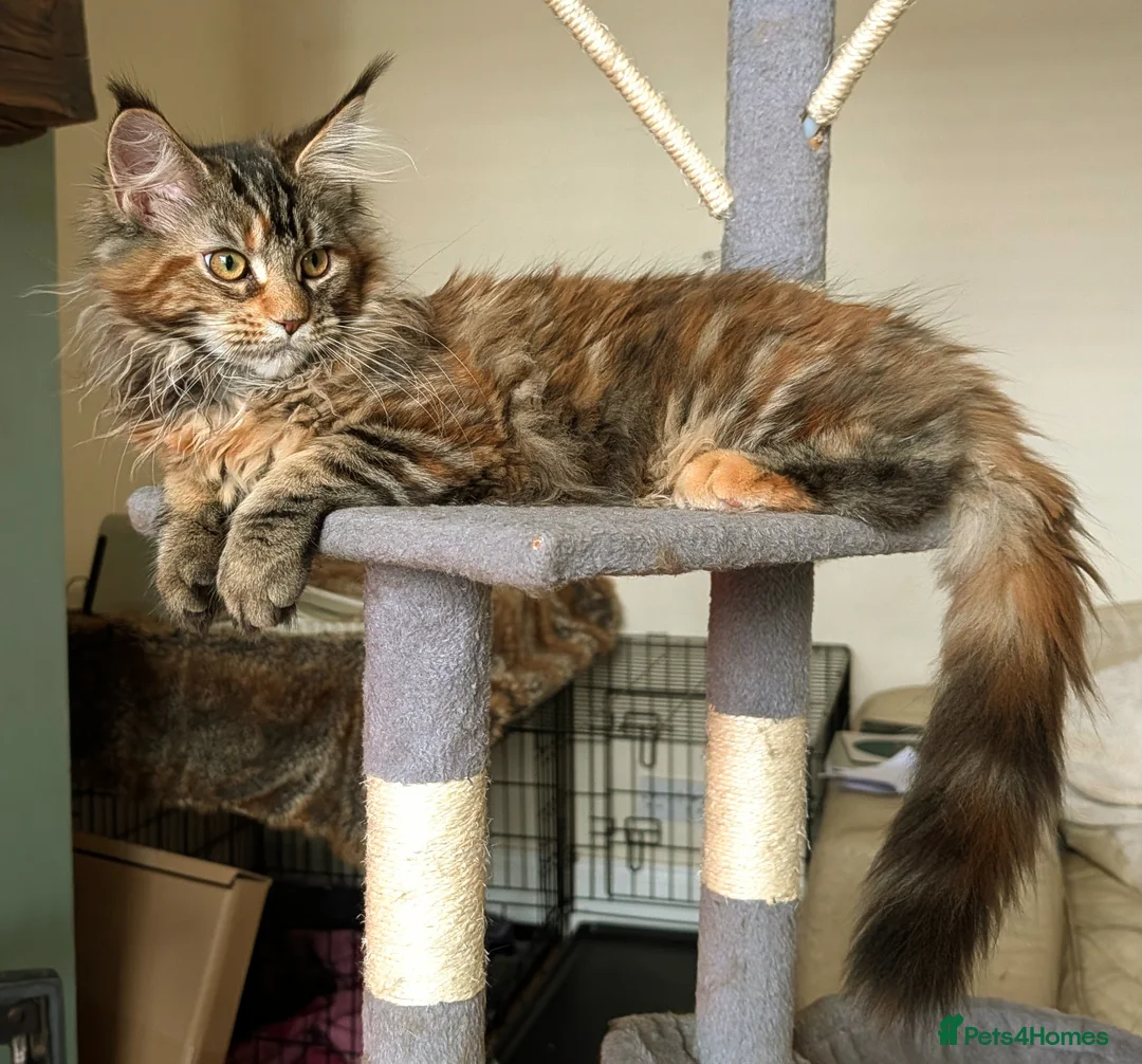 Maine Coon cats for sale: 2 beautiful girls available  - Advert 23
