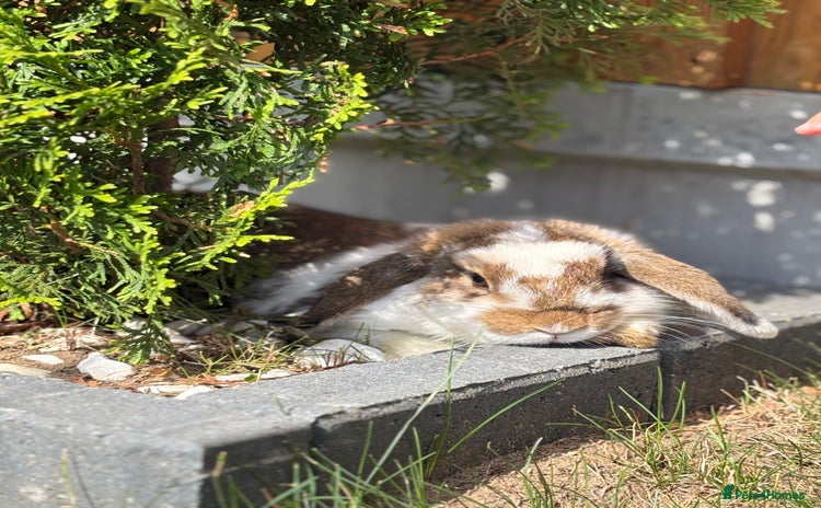 Mini Lop rabbits - Advert 1