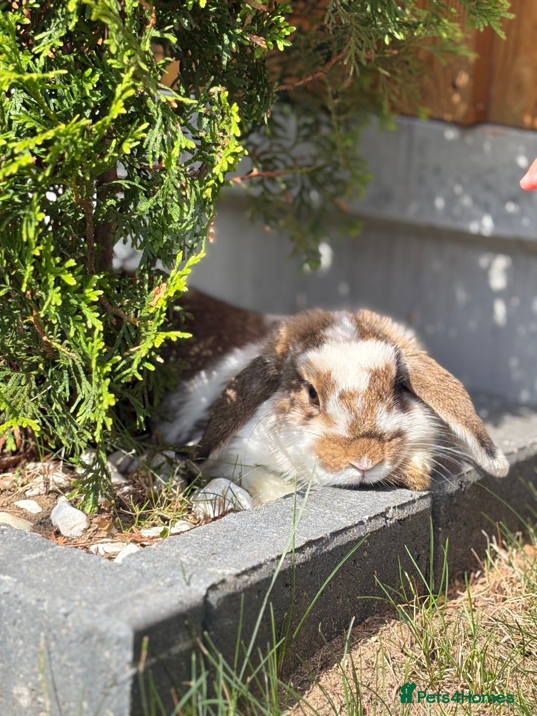 Mini Lop rabbits for sale: Mini lop - Image 1