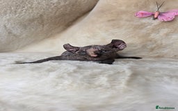 Sphynx cats for sale: Elf sphynx girl with perfect body - Image 6