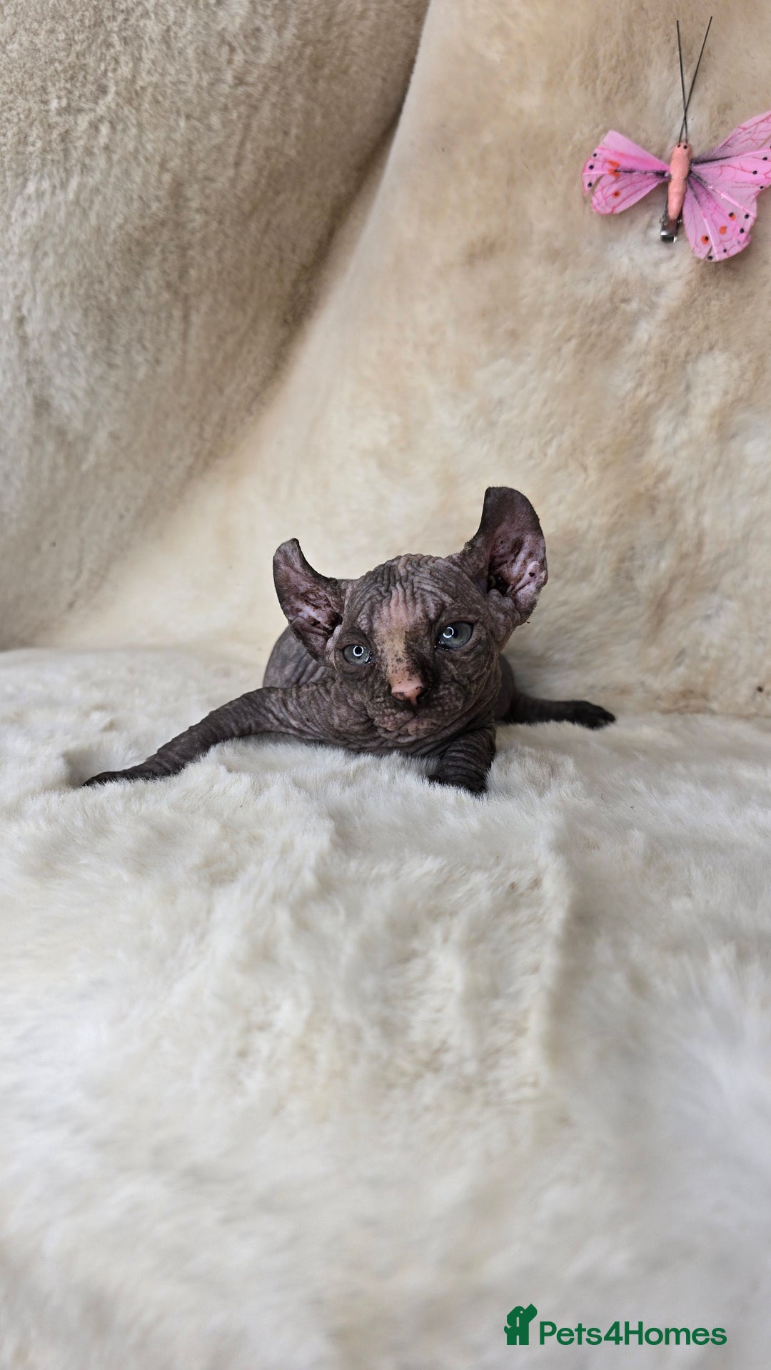 Sphynx cats for sale: Elf sphynx girl with perfect body - Image 6