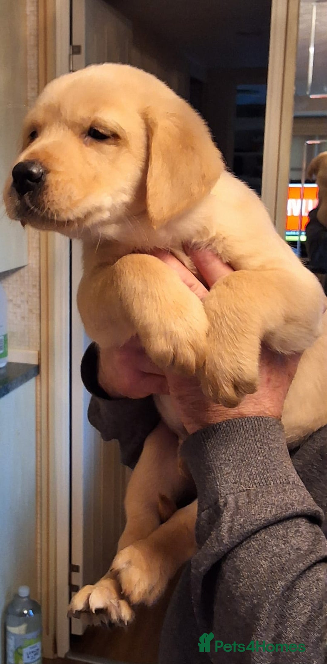 Goldador dogs for sale: Goldador puppies  - Advert 20