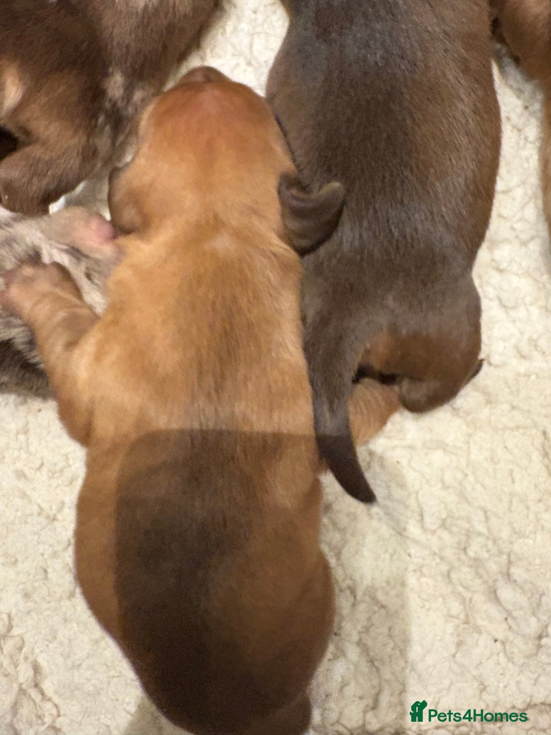 Miniature Dachshund dogs for sale: Smooth Miniature Daschund puppies  - Advert 11
