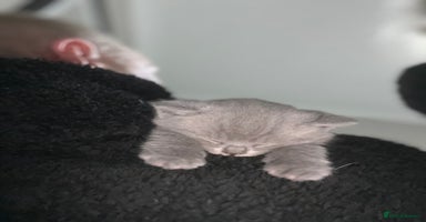 British Shorthair cats - Advert 16