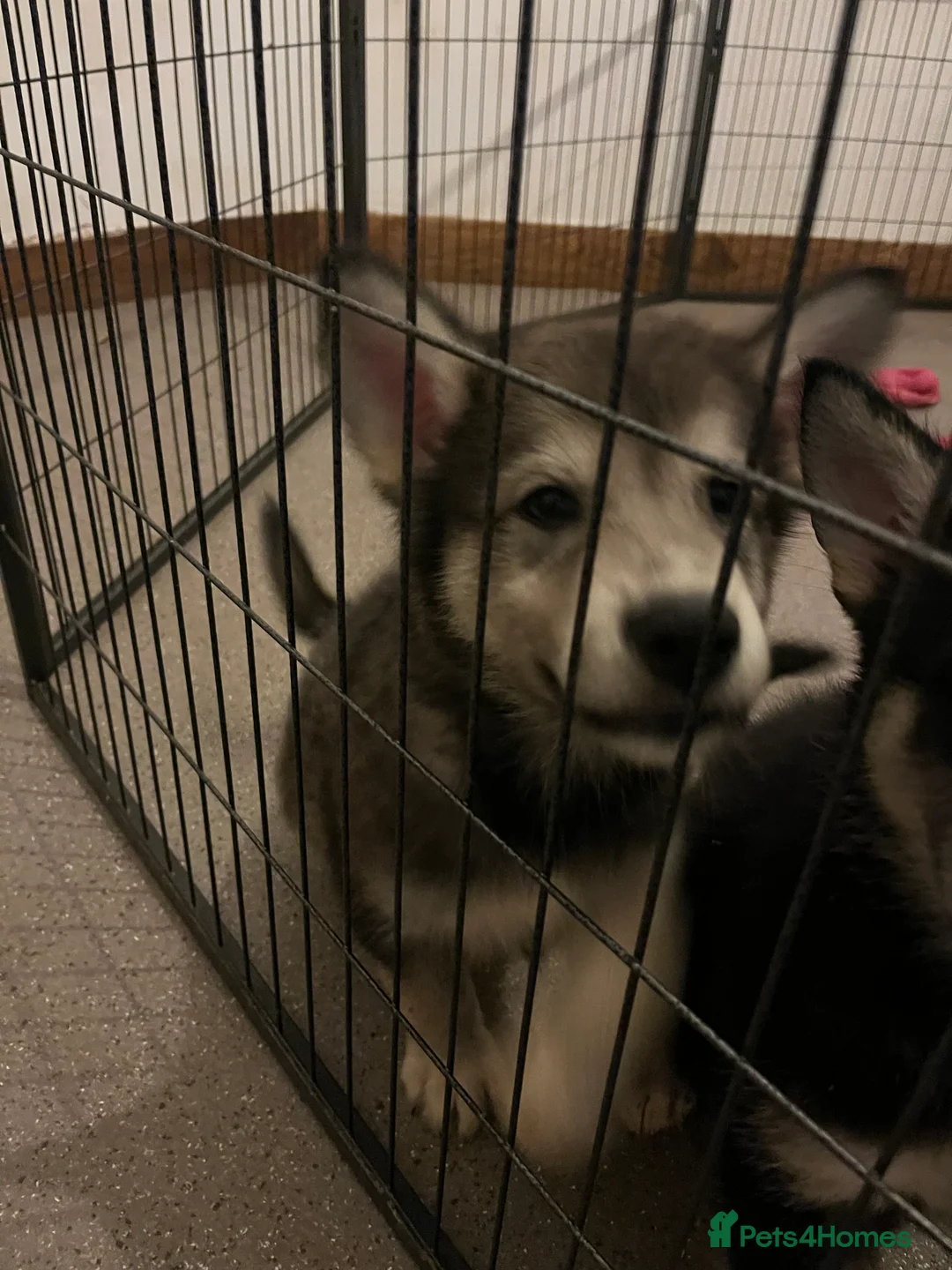 Northern Inuit dogs for sale: Northern Innuit puppies for sale  - Advert 22