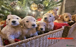 Goldendoodle dogs for sale: Golden Double Doodles - Image 8