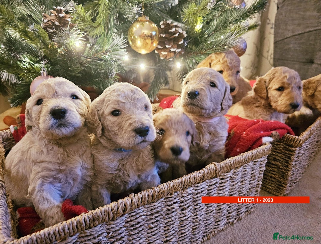 Goldendoodle dogs for sale: Golden Double Doodles - Image 8