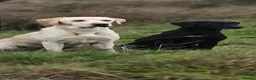 Labrador Retriever dogs for sale: Stunning working Labrador puppies  in Malton - Advert 5