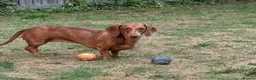 Dachshund dogs for sale: Dauchund Puppies for Sale - Advert 2