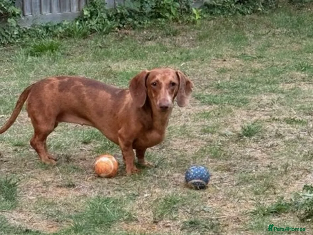 Dachshund dogs for sale: Dauchund Puppies for Sale - Advert 2