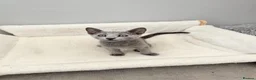 Russian Blue cats for sale: GCCF REGISTERED RUSSIAN BLUE KITTENS  - Advert 9