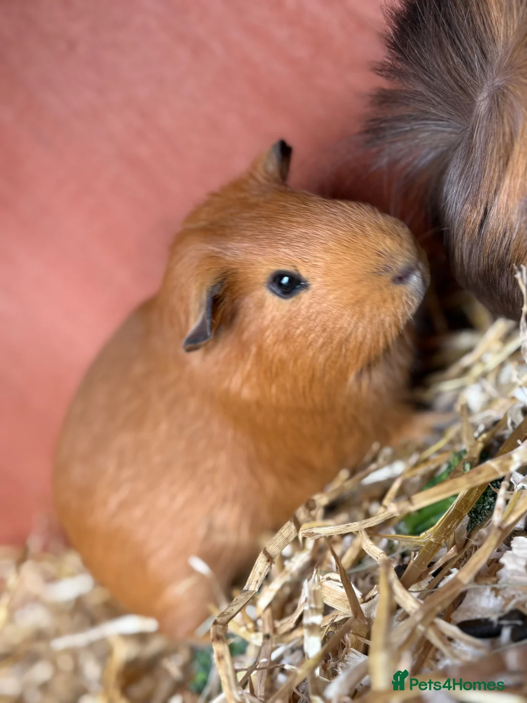 Guinea Pig rodents for sale: Two friendly males looking for a home in Wednesbury - Advert 1